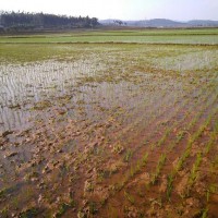 湖北公安增埠头10水田寻求水稻示范 土地编号:6