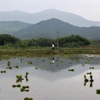 湖北松滋八宝镇25亩水田寻求水稻示范合作 土地编号:10