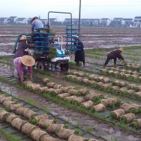 湖北浠水清泉镇15亩水田寻求水稻示范合作 土地编号:15