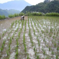 湖北安陆雷公镇20水田寻求水稻示范合作 土地编号:16