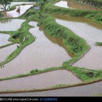 湖北汉川新堰镇11亩水田水稻示范合作 土地编号:17