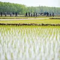 湖北监利朱河镇10亩水田寻求水稻示范合作 土地编号:21