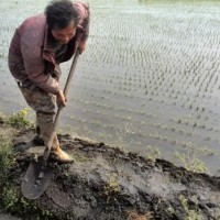 湖北荆州江陵资市20水田寻求水稻示范合作