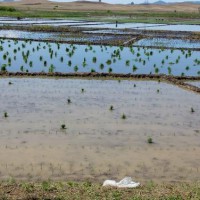 湖北枝江龙泉堂村20亩水田寻求水稻示范合作