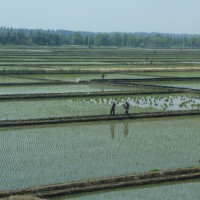 湖北蕲春赤东镇1000亩水田寻求水稻会议示范合作 土地编号:14