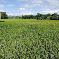 安徽省巢湖市420亩连片种植示范田 土地编号:31