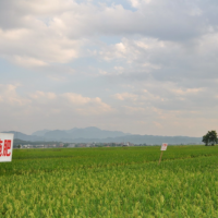 安徽省巢湖市490亩连片粮食种植示范田 土地编号:33