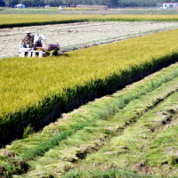 安徽省巢湖市600亩种植业示范田 土地编号:34