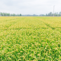 安徽省合肥市肥西县780亩水田寻求水稻种植示范合作 土地编号:40