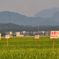 安徽省肥西县138亩示范田 土地编号:42