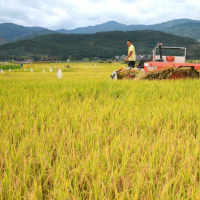 安徽省天长市1000亩水稻种植示范田 土地编号:44