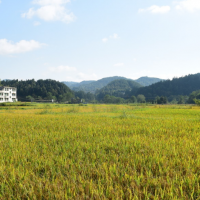 安徽省滁州市天长市224亩水稻种植示范田 土地编号:50