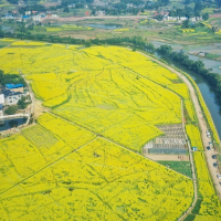 安徽省滁州市来安县1500亩水田寻求粮食生产示合作 土地编号:54