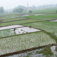 安徽省滁州市来安县1080亩水田寻找水稻示范合作 土地编号:57