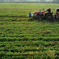 安徽省滁州市全椒县540亩水田寻求水稻种植示范合作 土地编号:58