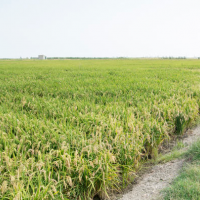 安徽省滁州市全椒县600水田寻求水稻种植示范合作 土地编号:59