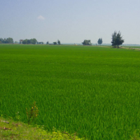 安徽省滁州全椒县527亩水田寻求水稻种植示范合作 土地编号:60