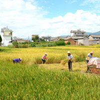 安徽省滁州全椒县460亩水田寻求水稻种植示范合作 土地编号:63