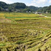 安徽省滁州全椒县600亩水田寻求水稻种植示范合作 土地编号:65