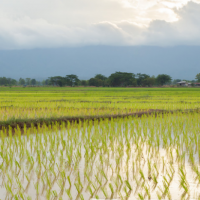 安徽省滁州市定远县1500水田寻求水稻种植示范合作 土地编号:66