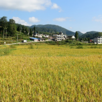 安徽省滁州定远县580亩水田寻求水稻示范种植合作 土地编号:68