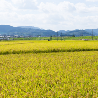 安徽省滁州定远县500亩水田寻求水稻示范种植合作 土地编号:67