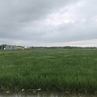 安徽省定远1100亩水田寻求水稻示范种植合作 土地编号:70