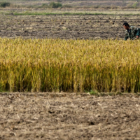 安徽省滁州明光550亩水田水稻种植示范合作 土地编号:79