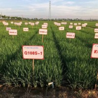 安徽六安霍邱县1040亩水田水稻种植示范合作 土地编号:80