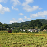 安徽省六安市金安区600水田寻求水稻示范合作 土地编号:81