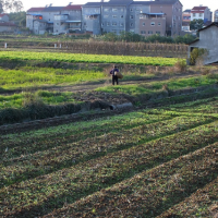 安徽省六安金安区600亩水田水稻种植示范合作 土地编号:84