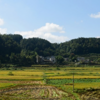 安徽省六安金安区900亩水田水稻种植示范合作 土地编号:87