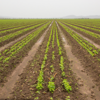 安徽省六安金安区700亩水田水稻种植示范合作 土地编号:88