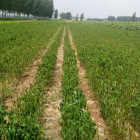安徽省六安金安区600亩水田水稻种植示范合作 土地编号:89