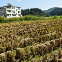 安徽省六安金安区500亩水田水稻种植示范合作 土地编号:90