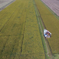 安徽省六安裕安区335亩水田水稻种植示范合作 土地编号:93