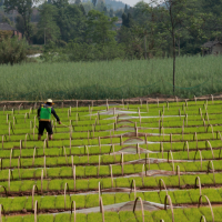 安徽省六安叶集区360亩水田寻求水稻示范种植合作 土地编号:96