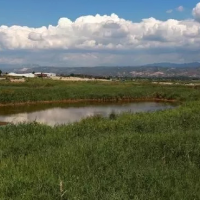 安徽省六安叶集区430水田寻求水稻示范种植合作 土地编号:98