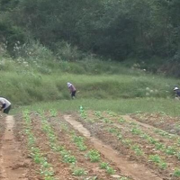 安徽省马鞍山市含山县2100亩水田寻求水稻种植示范合作 土地编号:100