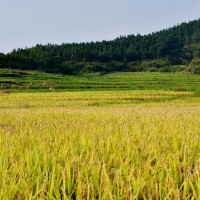 安徽省马鞍山市含山县500亩水田寻求水稻示范种植合作 土地编号:101
