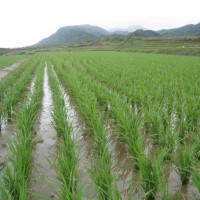 安徽省马鞍山当涂县1100亩水田寻求水稻种植示范合作 土地编号:102