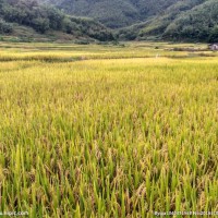 安徽省马鞍山当涂县600亩水田寻求水稻种植示范合作 土地编号:103