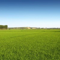 安徽省马鞍山市当涂县3000亩水田寻求水稻示范种植合作 土地编号:104