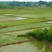 安徽省马鞍山博望区450亩水田寻求水稻示范合作 土地编号:108