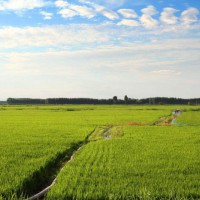 安徽省马鞍山博望区400水田寻求水稻示范合作 土地编号:109