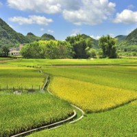 安徽省芜湖市南陵县1149亩水田寻求水稻示范种植合作 土地编号:110