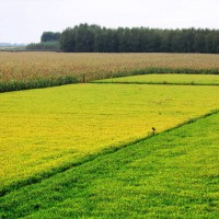 安徽省芜湖南陵县1149亩水田寻求水稻示范种植合作 土地编号:111