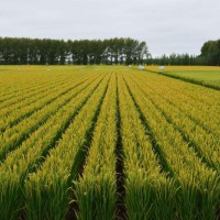 安徽省芜湖市南陵县1900亩水田寻求水稻示范种植合作 土地编号:112