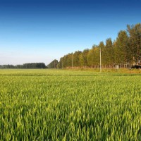 安徽省芜湖南陵县400亩水田寻求水稻示范种植合作 土地编号:113