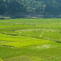 安徽芜湖县600亩水田寻求水稻种植示范合作 土地编号:114